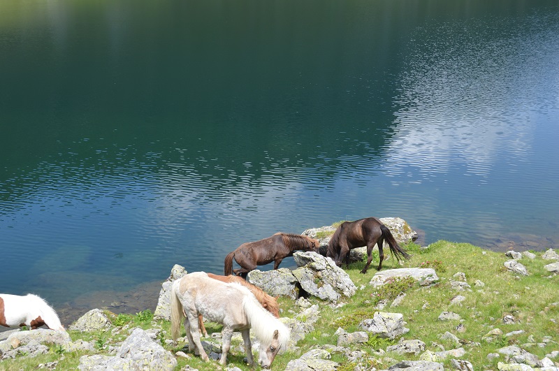 Giglachsee (6)